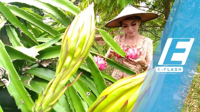 Asyik! Petik dan Santap Langsung Buah Naga di Gresik