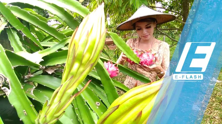 Asyik! Petik dan Santap Langsung Buah Naga di Gresik