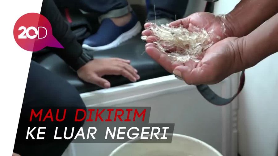 Ribuan Baby Lobster Selundupan Dilepasliarkan di Pulau Gili
