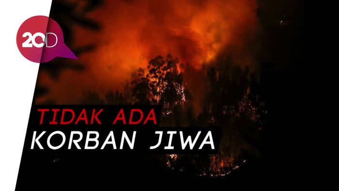 Parah! Kebakaran Hutan Lahap Ratusan Ribu Hektar Lahan