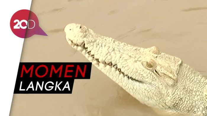 Buaya Putih Langka Kejutkan Wisatawan di Australia