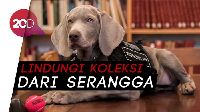 Guk! Anak Anjing Ini Direkrut Museum Boston Buat Jaga Koleksi