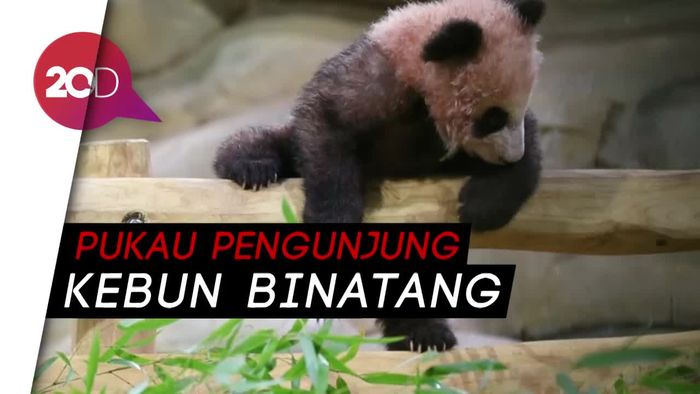 Asyik! Bayi Panda Pertama Prancis Tampil Perdana di Publik