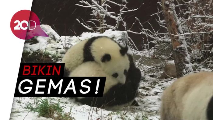 Panda-panda Berpelukan di Salju, Lucu Banget!