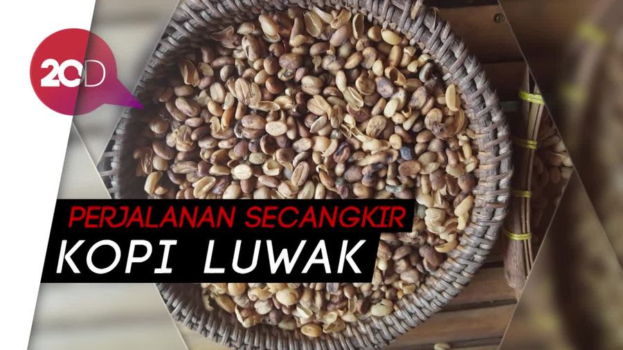 Melihat Proses Pembuatan Kopi Luwak di Bali Pulina