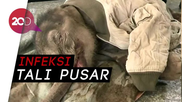 Mengenaskan! Bayi Gajah Terluka Pasca Jatuh di Parit