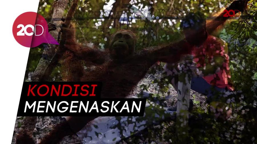 Sedih! Orangutan di Kalteng Mati Tanpa Kepala