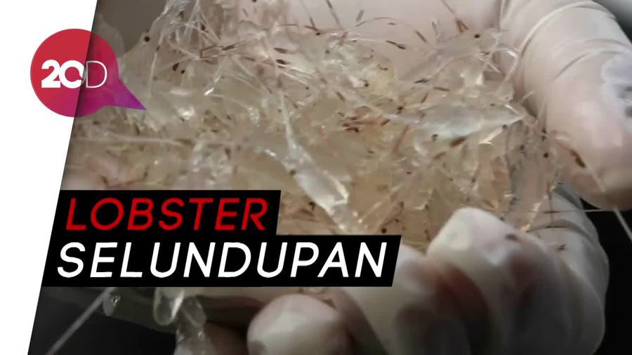 4220 Benih Lobster Hasil Selundupan Dilepasliarkan