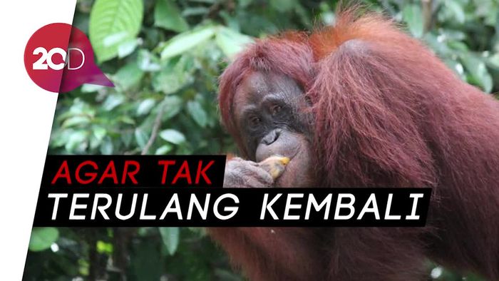 Pasca Orangutan Mati Tanpa Kepala, KLHK Panggil Perusahaan Sawit