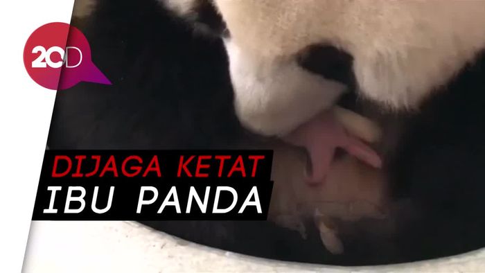 Melihat Bayi Panda yang Lahir di Malaysia
