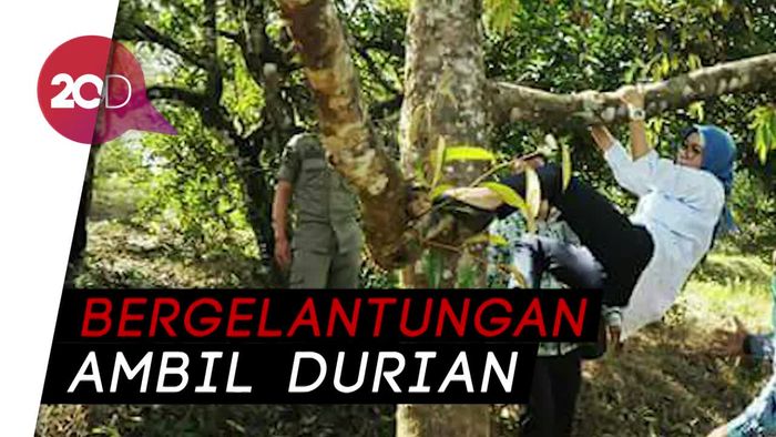 Aksi Bupati Lebak Iti Octavia Panjat Pohon Durian Jadi Perbincangan