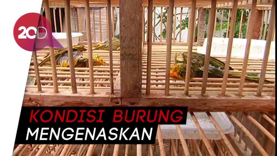 Ratusan Kutilang Diselamatkan dari Perdagangan Ilegal