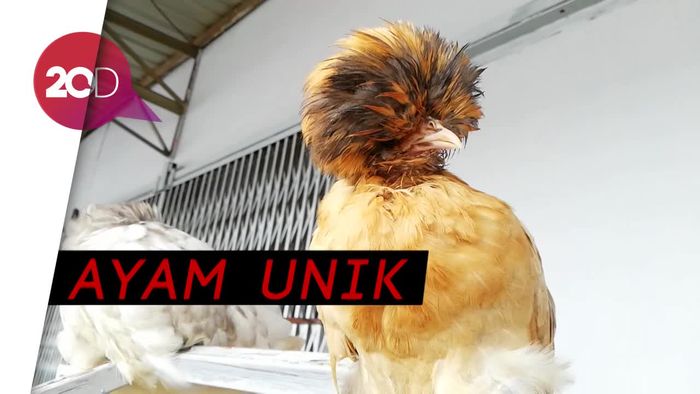 Guys! Kenalin Ini yang Namanya Ayam Gondrong 