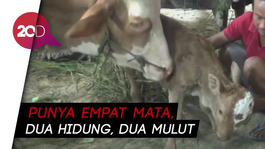 Kelahiran Sapi Berkepala Dua Hebohkan Warga Rembang