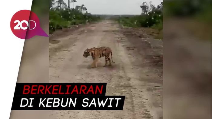 Harimau Pemangsa Manusia