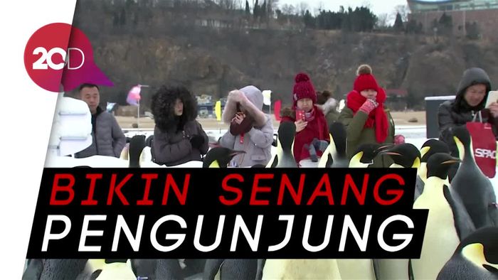 Imutnya Penguin Kaisar di Ocean Park China