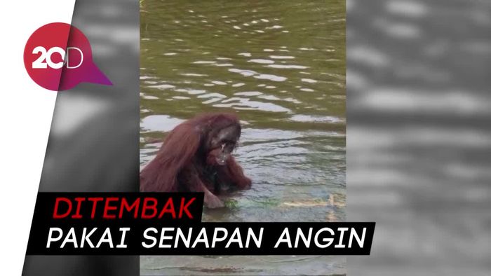 Jahat! Orangutan Borneo Dibunuh dengan Sadis