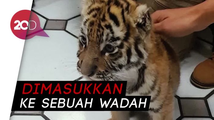 Miris! Anak Harimau Benggala Dibius untuk Diselundupkan