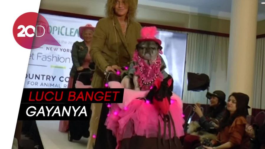 Saat Hewan Peliharaan Bergaya di New York Fashion Show