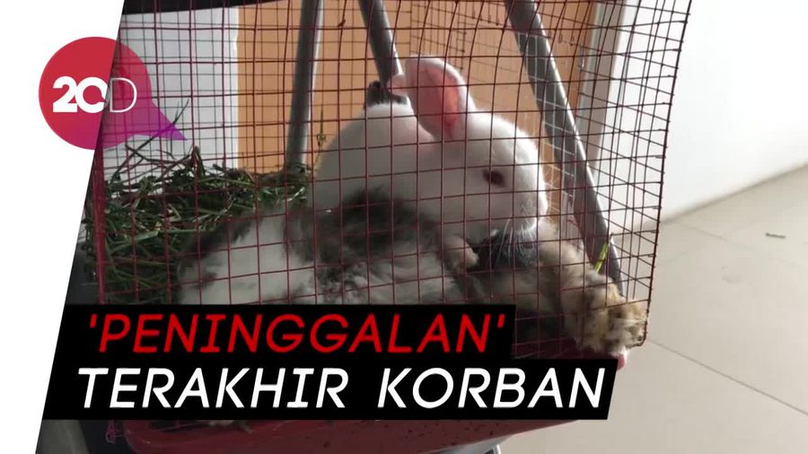 Kelinci Jadi Saksi Bisu Kecelakaan Maut Emen
