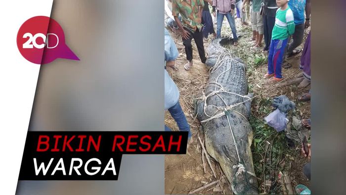 Gempar! Warga Aceh Timur Tangkap Buaya Muara Seberat 1 Ton   