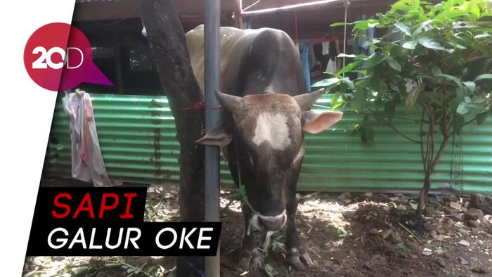  Wow! Sandi Beri Sapi 800 Kg ke Warga Galur 