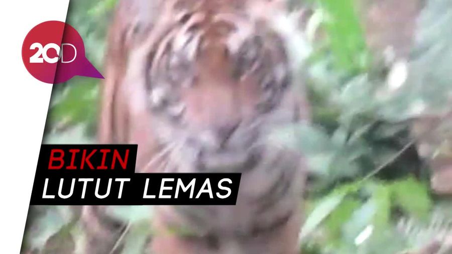 Ngeri! Harimau Pemangsa Jumiati Mendadak Muncul