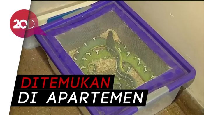 Penyelundupan Ular Langka Diungkap di Argentina