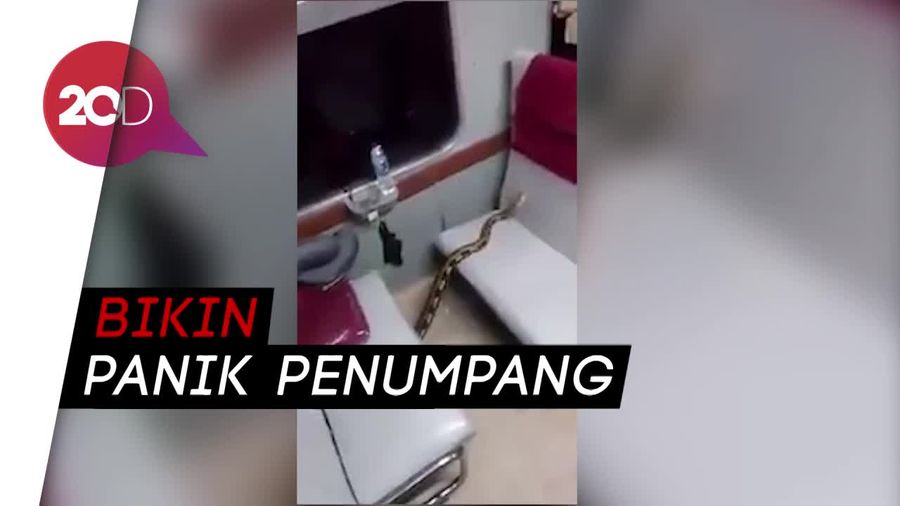 Geger! Ada Ular Sanca dalam KA Kertajaya