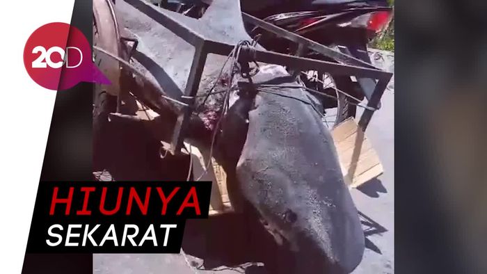 Netizen Marah Lihat Video Hiu Diangkut Gerobak Motor