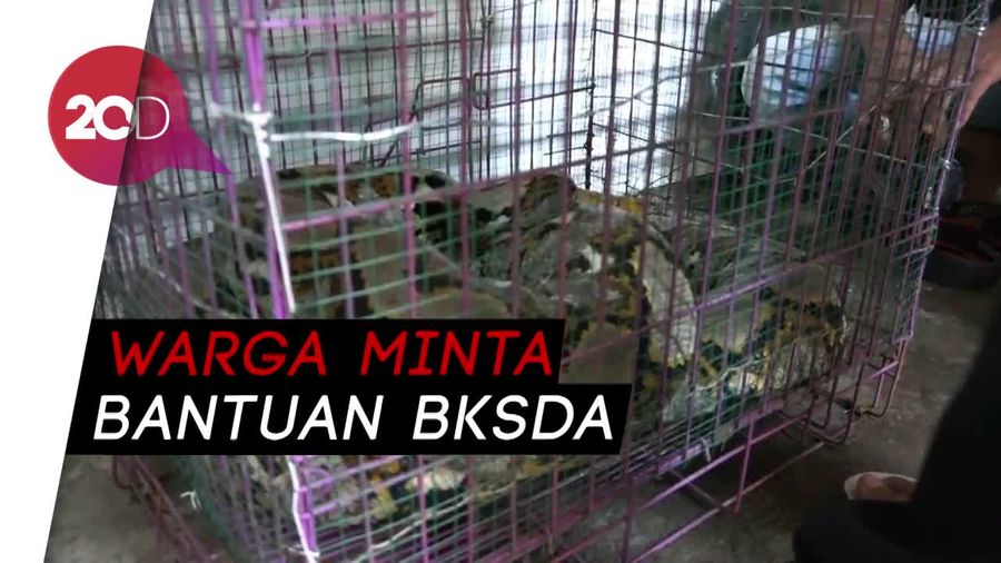 Nah Lho, Sanca yang Jadi Rebutan BKSDA Probolinggo dan Warga Lepas