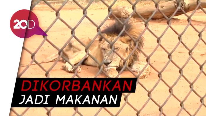 Tragisnya Kondisi Hewan di Kebun Binatang Venezuela