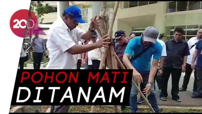 Menteri PUPR Ngomel Lalu Robohkan Pohon di Wisma Atlet