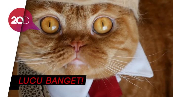 Gemas! Kucing Jepang Ini Pakai Wig Gaya Donald Trump