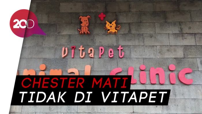 Dituding Terlantarkan Anjing hingga Tewas, Ini Klarifikasi Klinik Vitapet 
