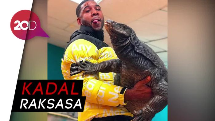 Disangka Komodo Padahal Biawak Gede