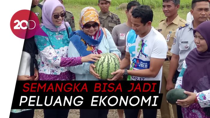 Serunya Sandiaga Uno Panen Semangka di Pulau Tidung