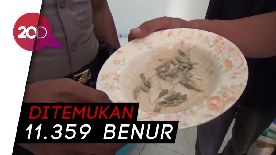 Polisi Gerebek Kos Tempat Pengepulan Baby Lobster