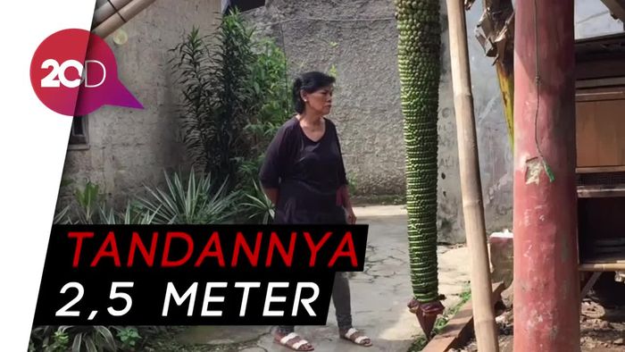 Super Panjang, Pisang Seribu Hebohkan Warga Depok