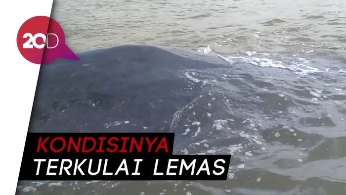 Tolong... Ada Paus Raksasa Terdampar di Pantai Situbondo