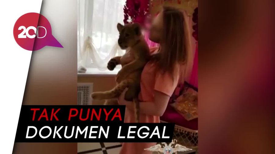 Eksploitasi Bayi Singa untuk Pemotretan, Pria Ini Ditahan