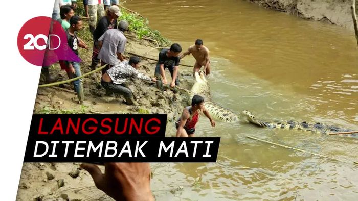 Ini Wujud Buaya Pemakan Orang di Kaltim