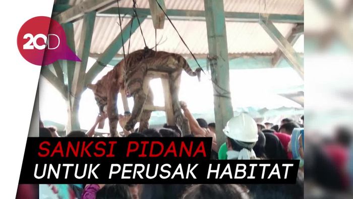 Harimau Masuk Permukiman karena Habitatnya Terusik