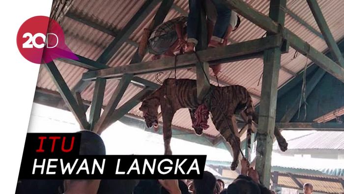 Miris! Ini Harimau Sumatera yang Digantung Warga