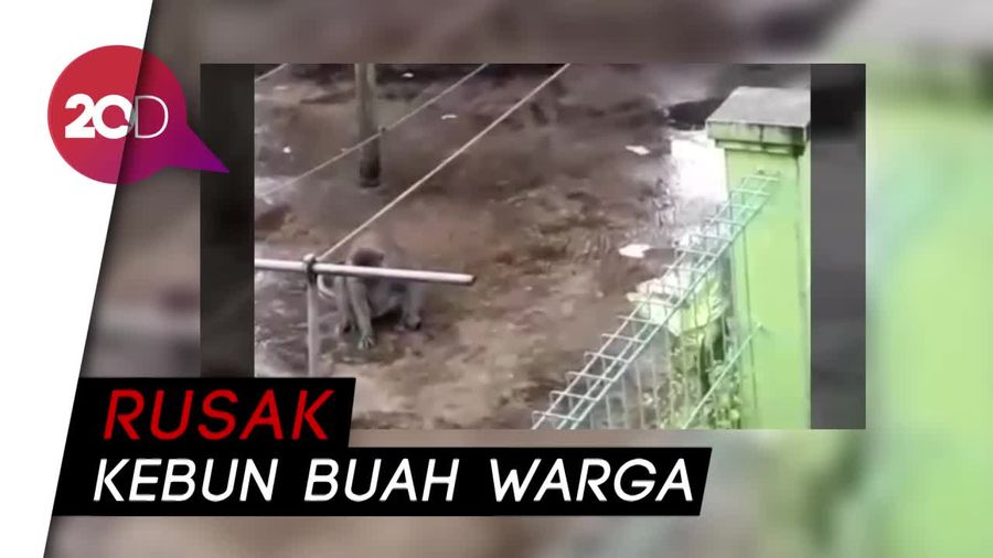 Kawanan Monyet Liar Resahkan Warga Sukabumi