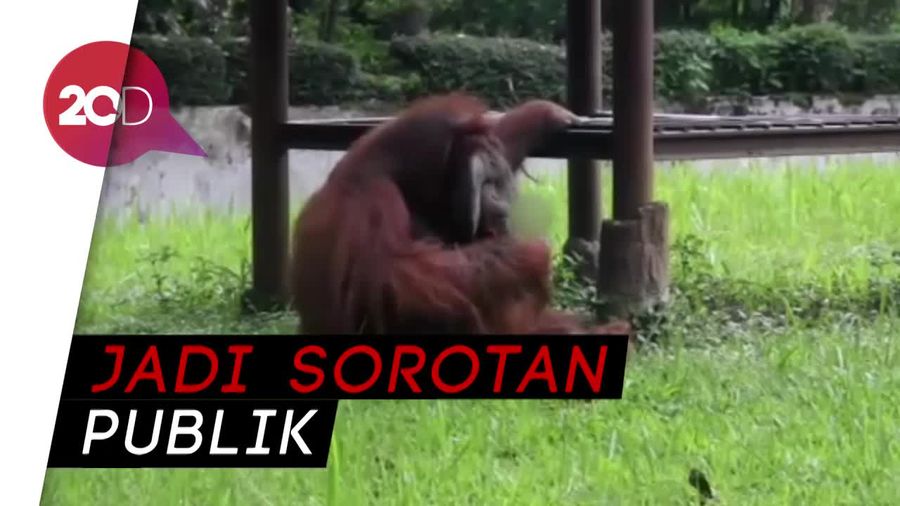 Bikin Geram! Pria Lempar Rokok ke Orangutan