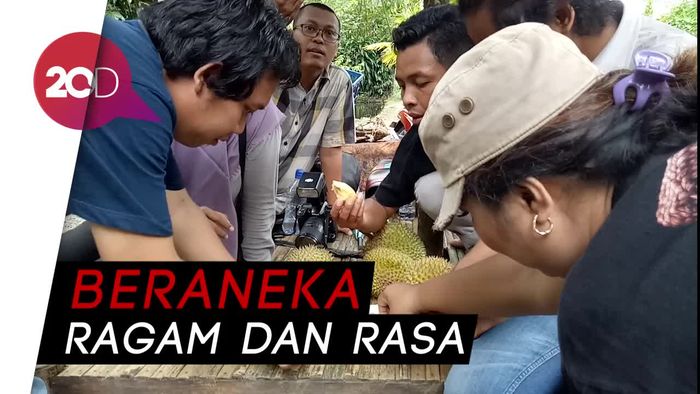 Sensasi Makan Durian Langsung di Bawah Pohonnya