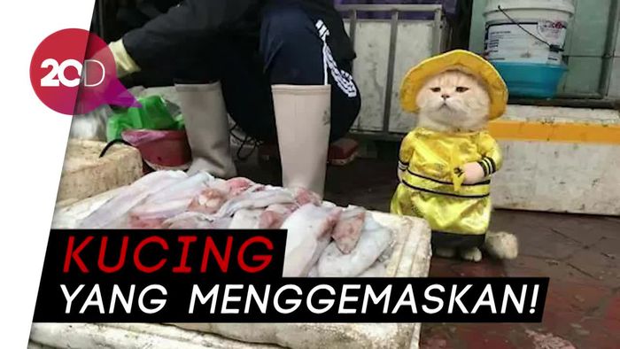 Lucu Banget Sih! Kucing Berkostum Ini Ikut Jualan Ikan di Pasar