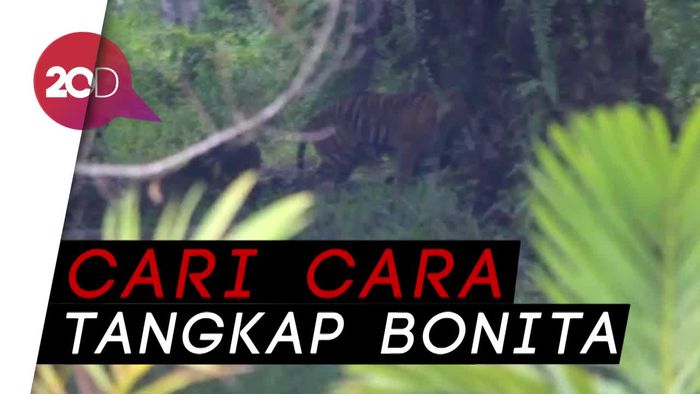 Harimau Bonita Pemakan Jumiati Asyik Duduk di Kebun Sawit