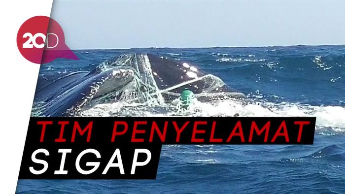 Aksi Penyelamatan Paus yang Terjebak di Jaring